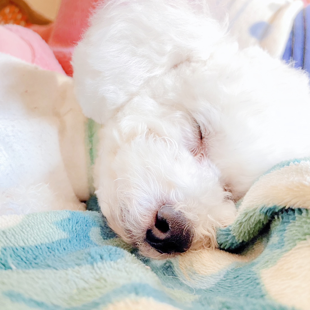 卒業犬ソニーちゃんの近況♪